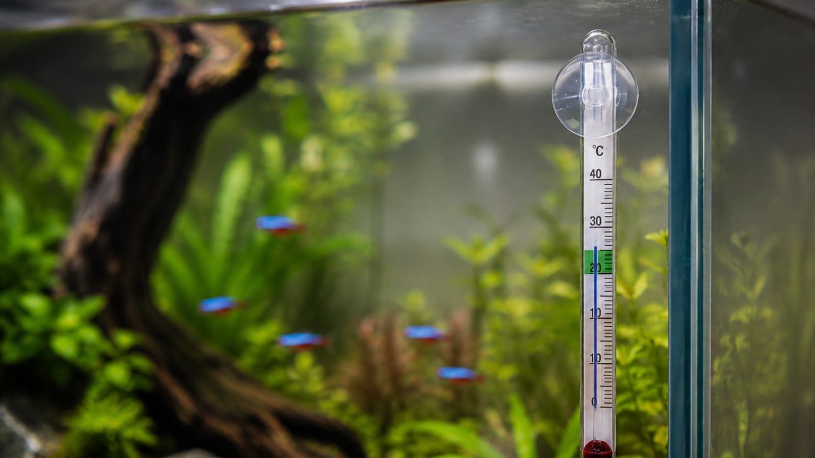 An aquarium thermometer mounted against the glass of a planted tank